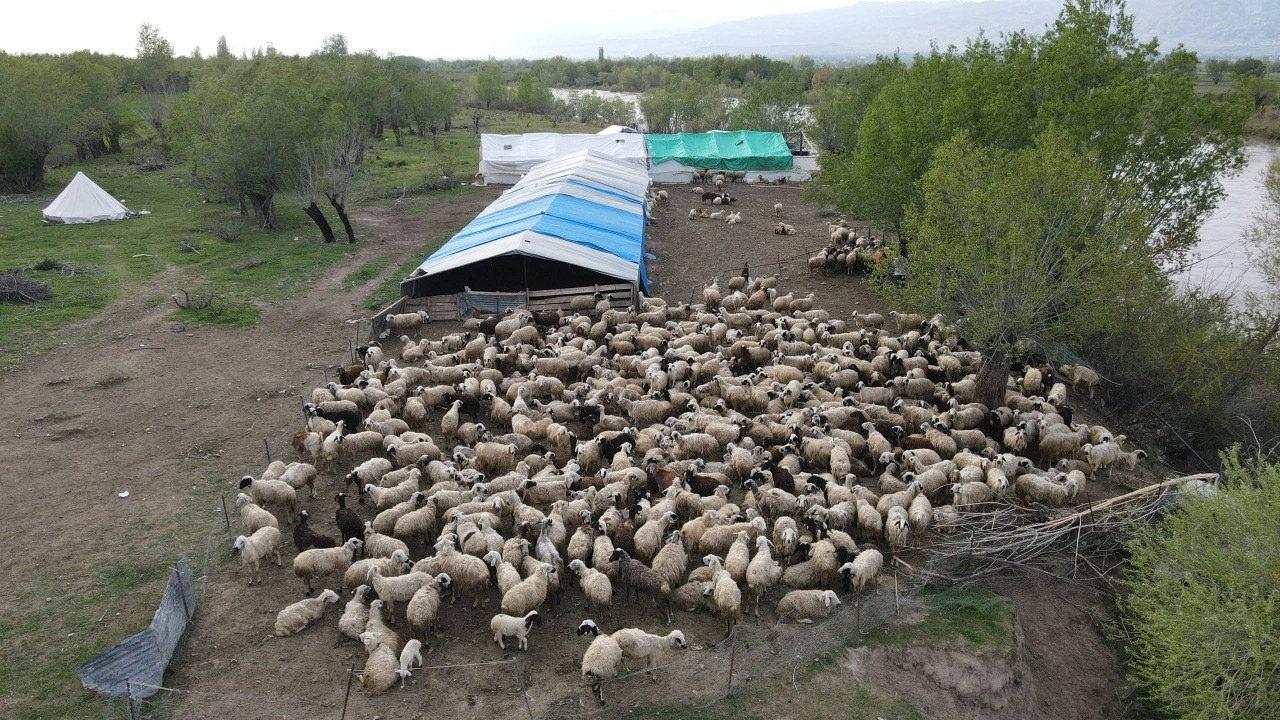 150 bin lira veren bulamamıştı: 'Çoban krizi' Afganistan’dan çözüldü!