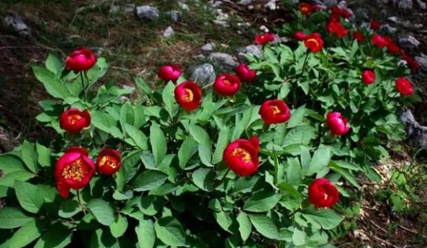 Toptancılar tanesini 150 liradan alıyor! T&uuml;m T&uuml;rkiye'ye satılıyor
