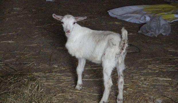 3 bacaklı oğlak g&ouml;renleri şaşkına &ccedil;evirdi