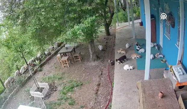 5,6'lık depremi saniyeler &ouml;ncesinde hissettiler: Kedilerin ka&ccedil;ış anı kamerada  