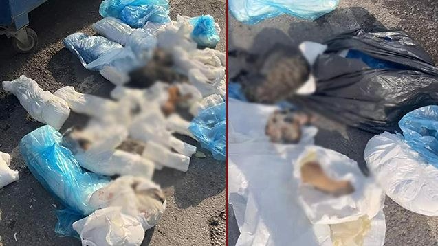 Gözaltına alınan veteriner hekim gözaltına alındı.