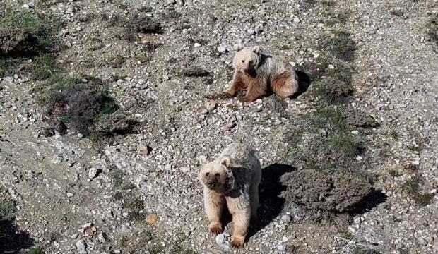 Erzincan'da &ccedil;obanın teknolojik &ccedil;&ouml;z&uuml;m&uuml;: S&uuml;r&uuml;ye yaklaşan ayıları dronla kovaladı