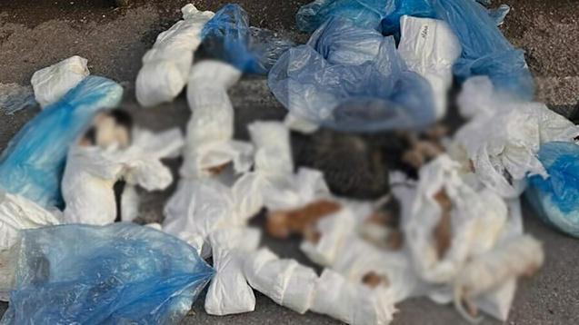 İzmir'de 33 kedinin ölü bulunması ile ilgili gözaltına alınan veteriner adliyede.
