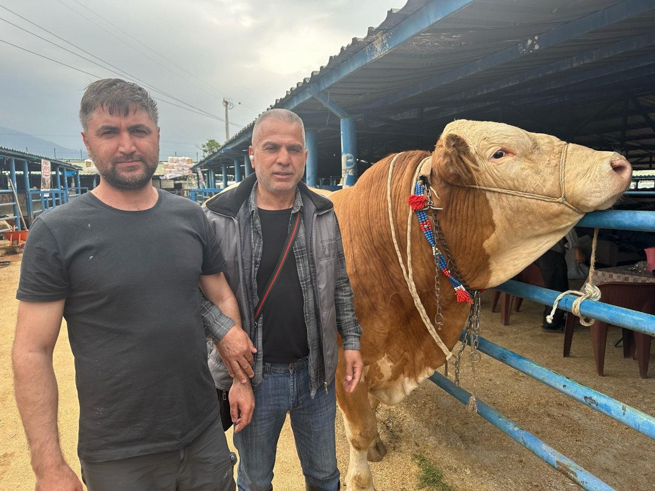  Bursa'da kurbanlık şampiyonu görücüye çıktı: Tam 1,2 ton.