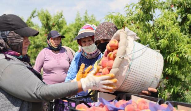 Şeftali hasadı başladı: Bah&ccedil;ede kilogramı 10-20 TL