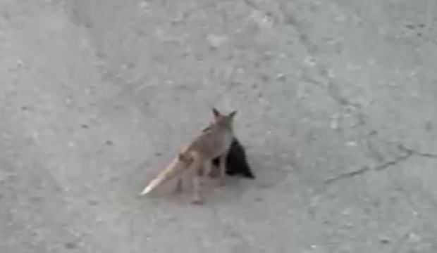 Ağzında avıyla gezen tilki ile vatandaşın g&uuml;ld&uuml;ren diyaloğu