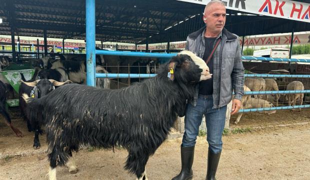 Bursa'da 120 kilogramlık ke&ccedil;inin fiyatını duyan kulaklarına inanamadı 