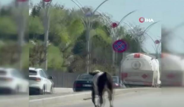 Dana ka&ccedil;tı, vatandaş kovaladı: Kurbanlık, Ankara trafiğini birbirine kattı