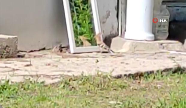 İbibik kuşu kendi sil&uuml;etiyle &ouml;l&uuml;m&uuml;ne kapıştı