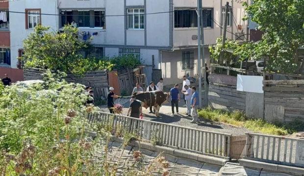 İstanbul'da ekipler işbaşında! Sokakta kurban kesimine ceza yağıyor