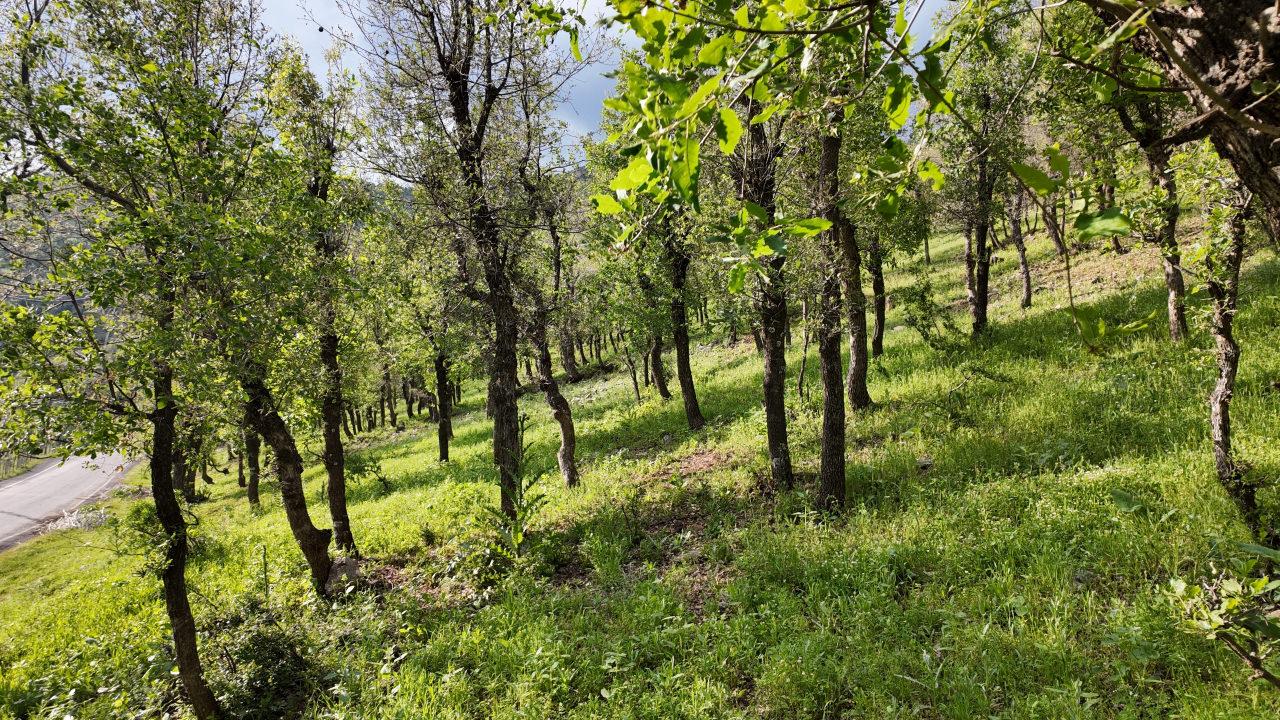 Şırnak’ta ormanlık alanda tırtıl istilası.