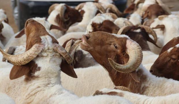 Kurban: Etten ve kandan &ouml;te bir ahit