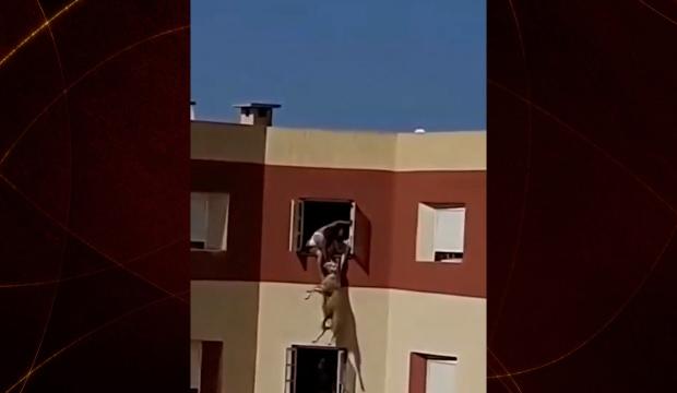 Kurbanlık koyun camdan atladı! O anlar kameraya yansıdı