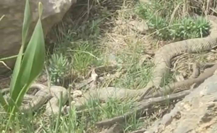 Hakkari’de doğaseverler dev engerekle karşılaştı.