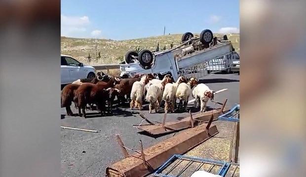 Şanlıurfa'da kurbanlık y&uuml;kl&uuml; kamyonet devrildi: 1 &ouml;l&uuml;, 1 yaralı