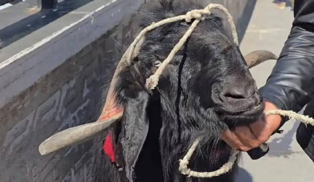 Tam tamına 70 kilo! Dev ke&ccedil;iye verilen rakam dudak u&ccedil;uklattı