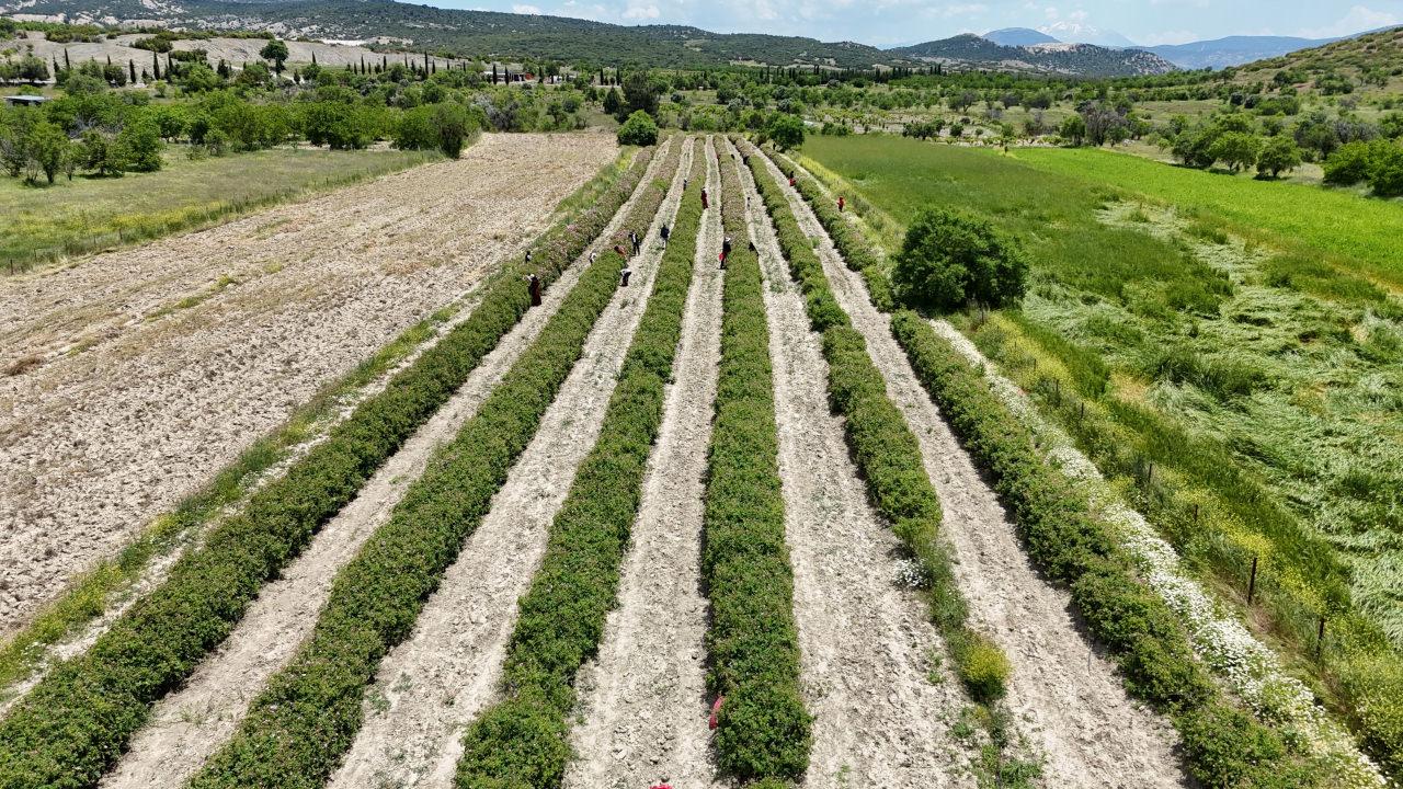 Kilogramı 12 bin avro: Tarlalarda hasat başladı