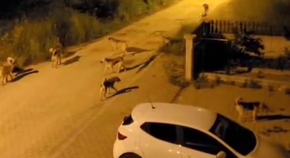 Bolu'da köpek sürüsü tedirginliği.
