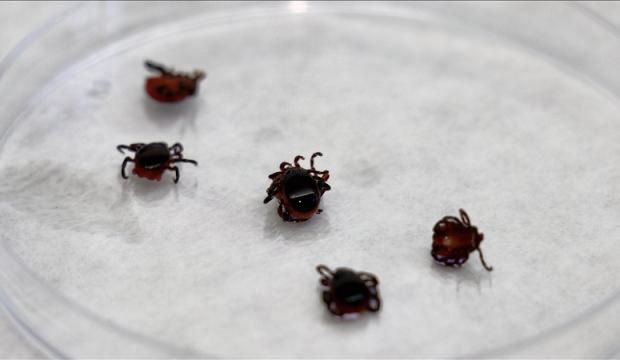 Kabus geri d&ouml;nd&uuml;: Yozgat'ta KKKA alarmı! 2 kişi tedavi g&ouml;r&uuml;yor