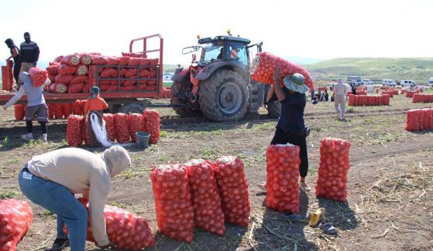 Soğan hasadı başladı: Tarlada kilosu 12-25 TL 
