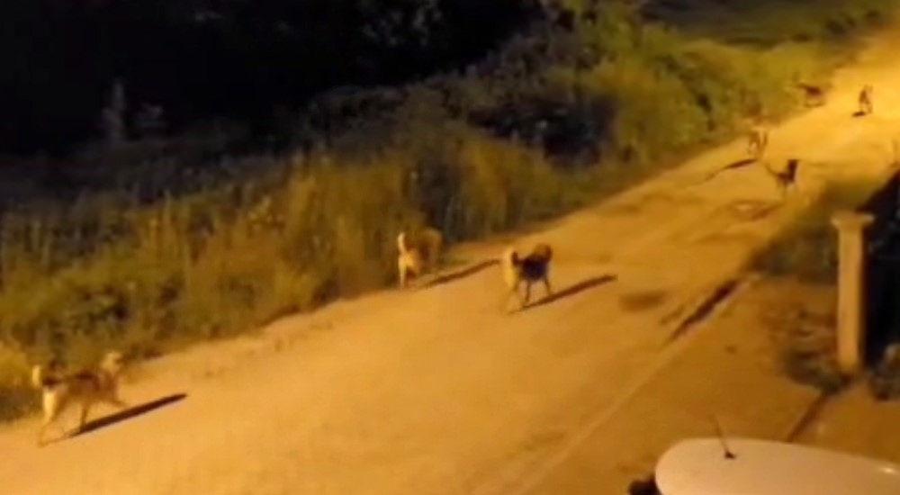 Başıboş köpek sürüsü cep telefonu kamerasına yansıdı.