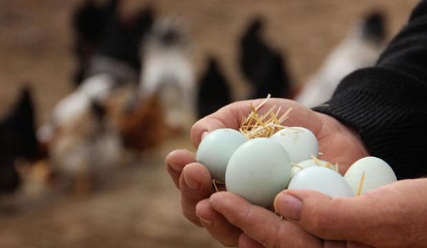 &Uuml;reticide 3 lira markette 10 lira! Yumurta fiyatlarında b&uuml;y&uuml;k fark