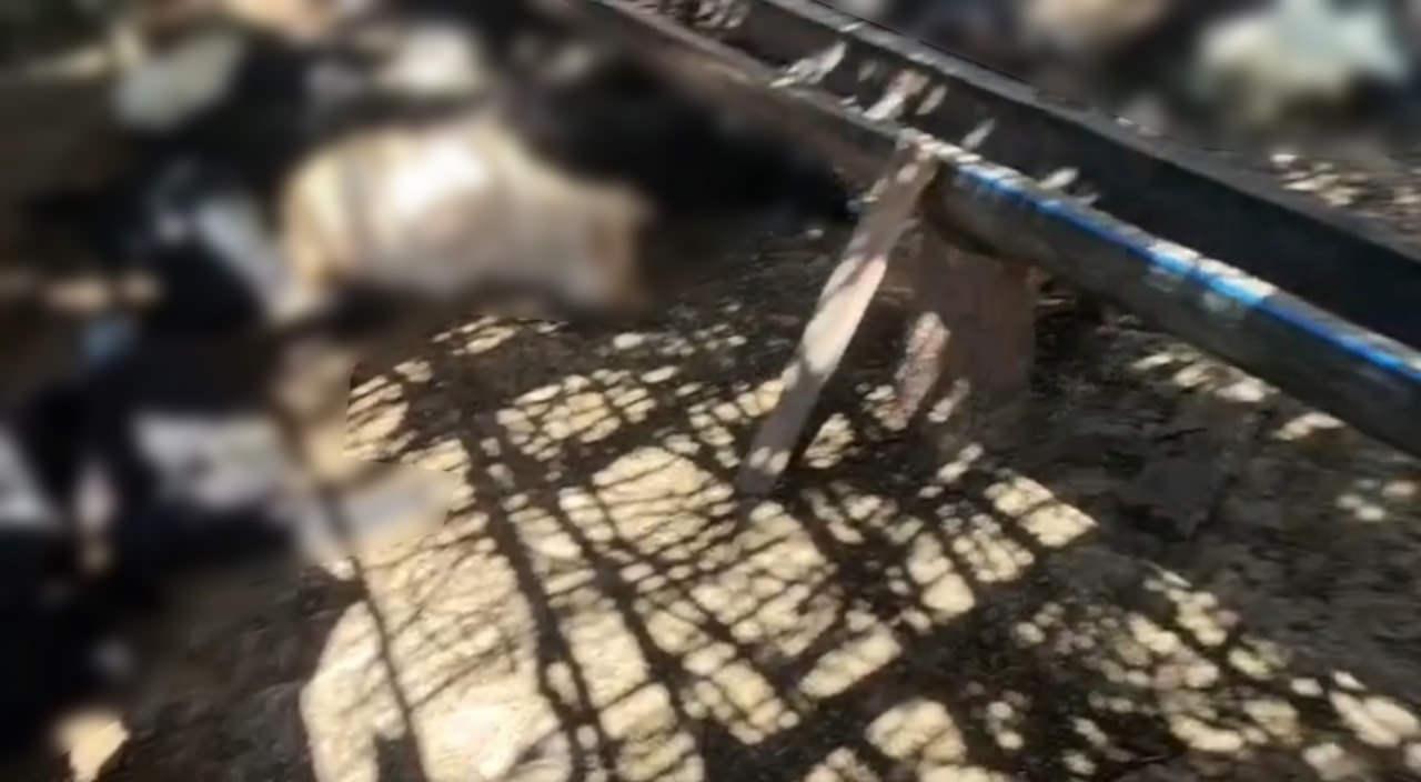 Ağıla giren başıboş köpekler 26 keçiyi telef etti.