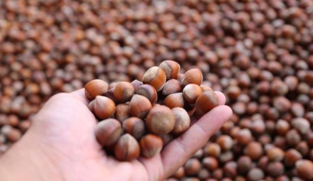 Karadeniz fındığı yılın ilk beş ayında ekonomiye dev d&ouml;viz girdisi sağladı