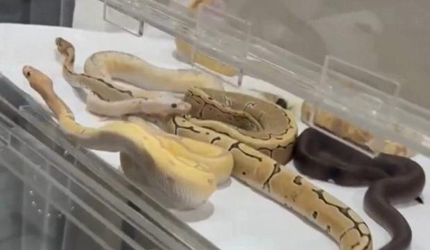 &Ccedil;atalca'da evde izinsiz beslenen 42 yılana el konuldu