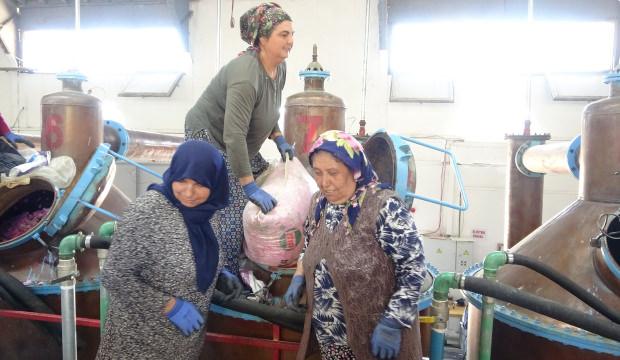 Isparta'da &uuml;retiliyor! Kilosu 12 bin avroya satılıyor
