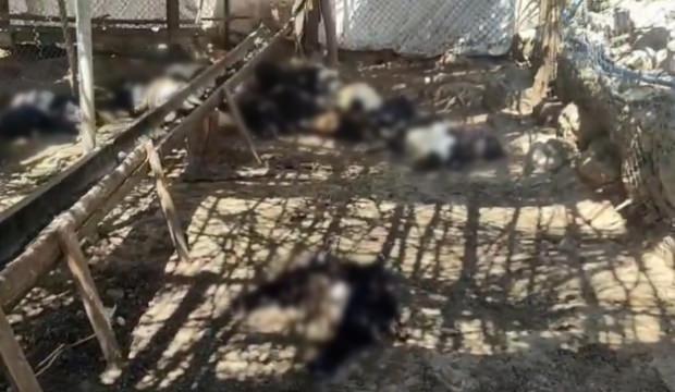 Siirt'te başıboş k&ouml;pek dehşeti! 26 ke&ccedil;i telef oldu: Besici t&uuml;m emeğini &ccedil;ukura g&ouml;md&uuml;