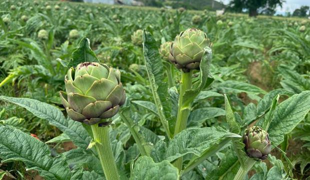 Tanesi 22 TL! Bu k&ouml;yde 4 milyondan fazla &uuml;retildi: Kazan&ccedil;larını duyan inanmıyor 