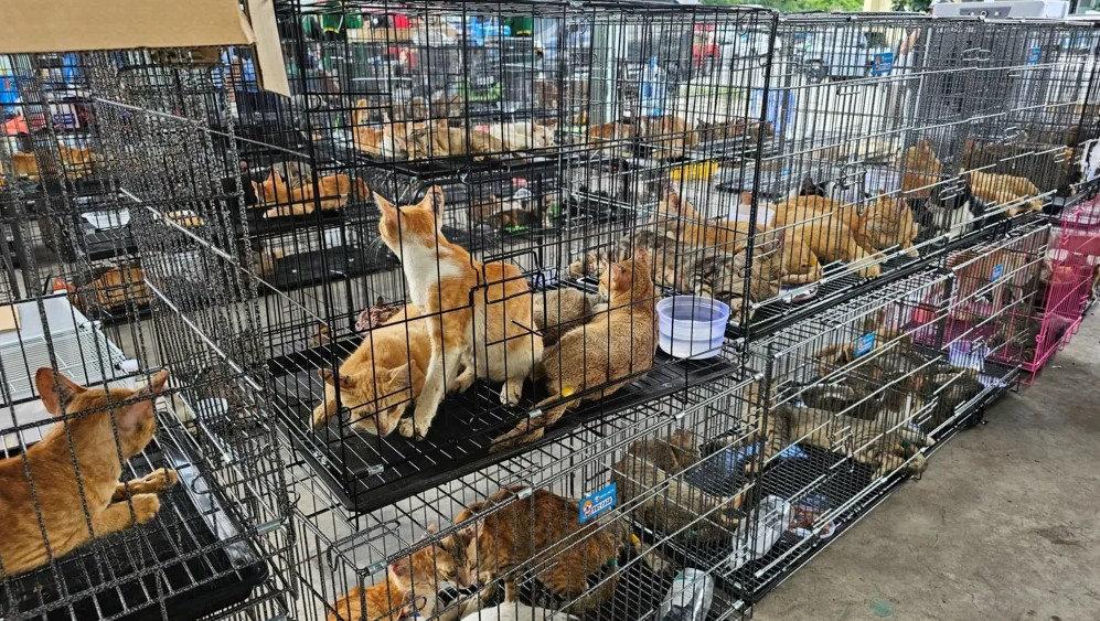 Vietnam'da yemek üzere çalınan yüzlerce kedi polis tarafından kurtarıldı. (Kaynak: BBC)