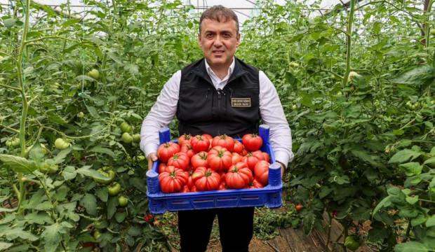 Bilecik'te &ouml;rt&uuml; altı domates hasadı başladı