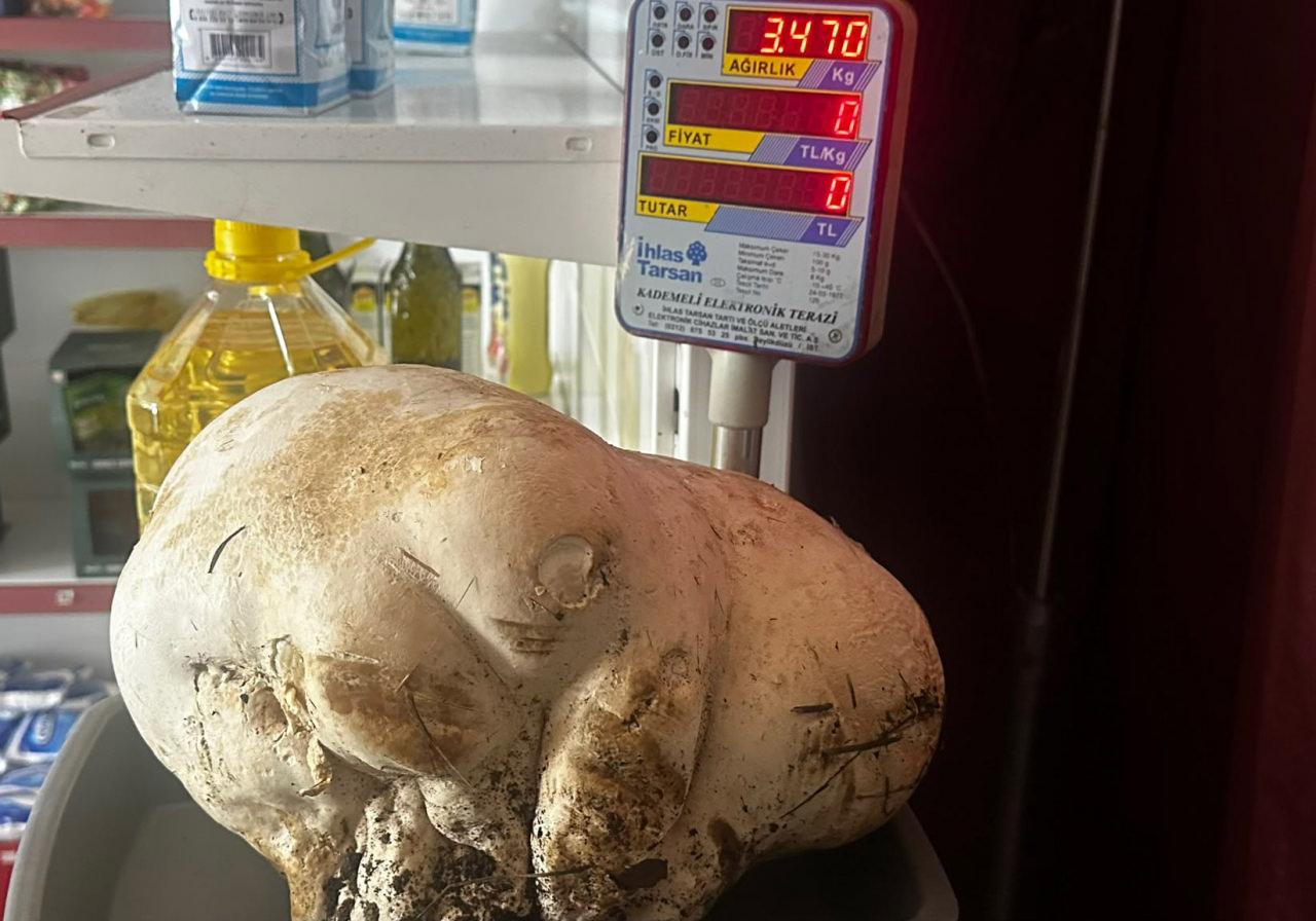 Bahçesinde 3,5 kiloluk mantar buldu.
