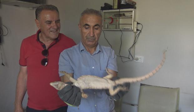 Şırnak&rsquo;ta odunlukta bulunan &ccedil;&ouml;l varanı, doğal yaşam alanına bırakıldı