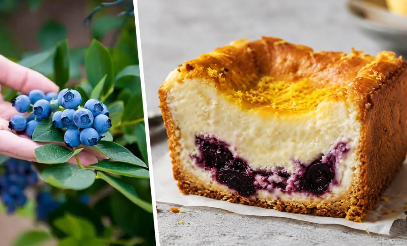 Yazın en hafif lezzeti: Yaban mersini dolgulu cheesecake tarifi!