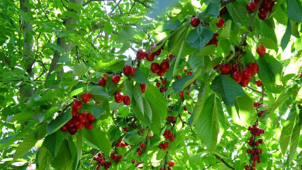 'Dalbastı' ağaçta kaldı