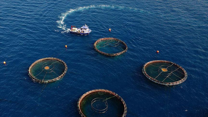 Doğu Karadeniz’den dev ihracat atağı! 5 ayda tam 73 milyon dolar kazandırdı