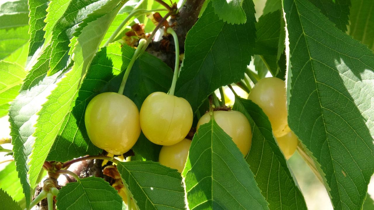 'Dalbastı' ağaçta kaldı