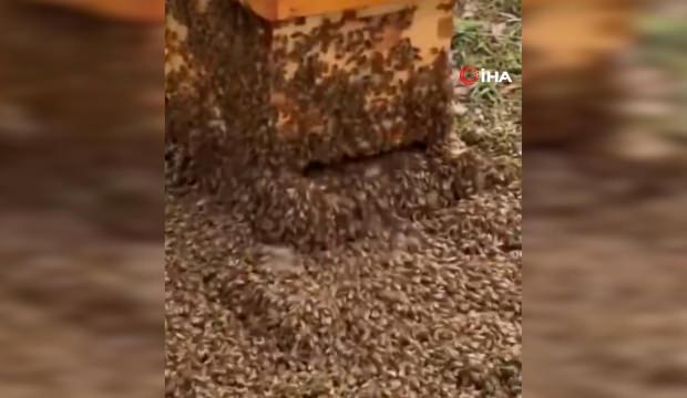  ABD'de arı kovanlarını taşıyan kamyon devrildi: 24 milyon arı etrafa dağıldı
