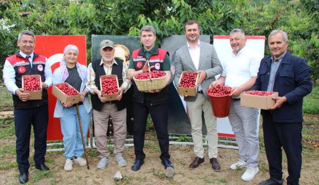Amasya&rsquo;da dalları kiraz bastı: Bu yıl 50 bin ton rekolte bekleniyor