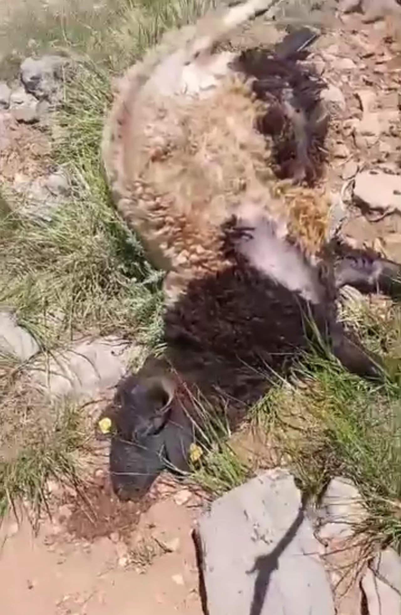 Kurt saldırısı sırasında telef olan koyunlardan biri. 