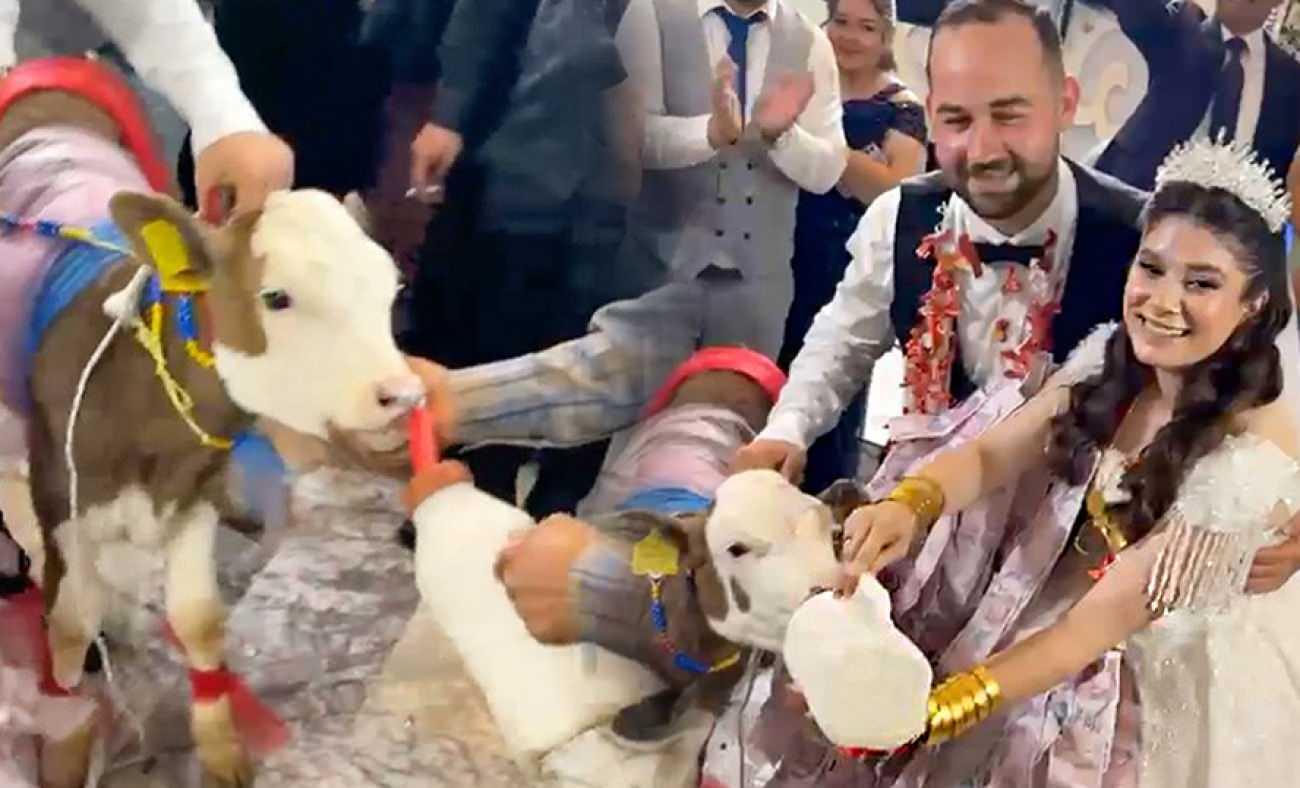 Manisa&rsquo;daki d&uuml;ğ&uuml;nde ezber bozan anlar: Altın yerine buzağı taktılar!