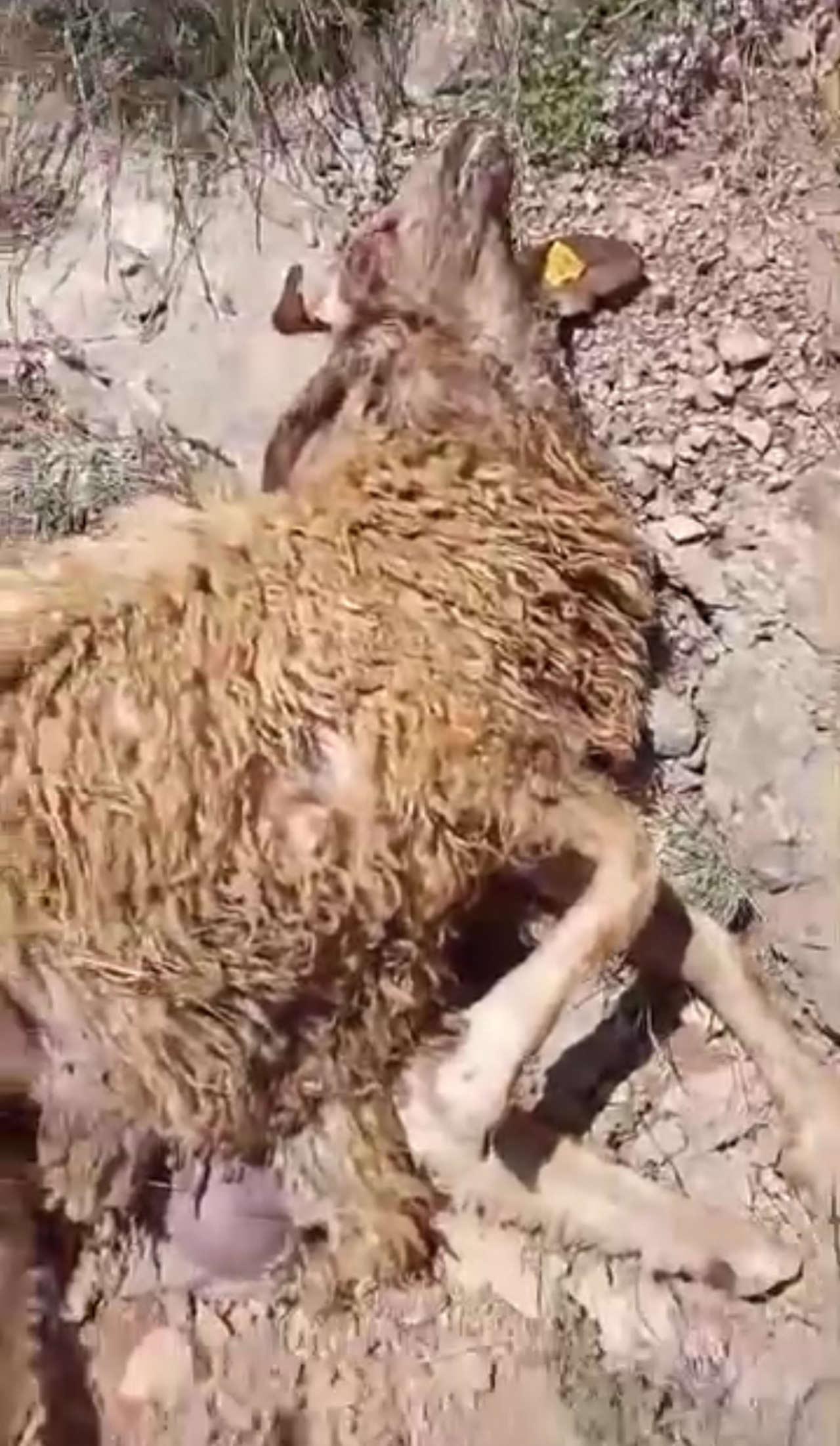 50'ye yakın koyun telef oldu. 