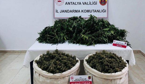 Antalya'da zehir tarlasına jandarma darbesi: Kilolarca esrar ele ge&ccedil;irildi!