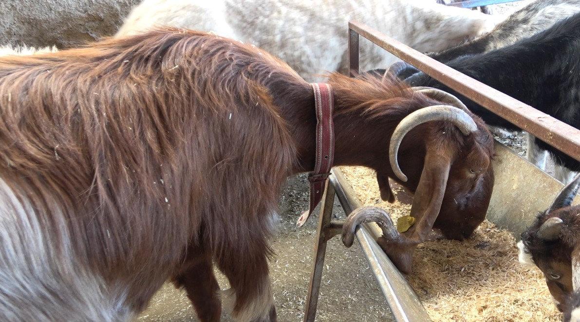 Osmaniye'de kulağından boynuz çıkan keçi ilgi odağı oldu.