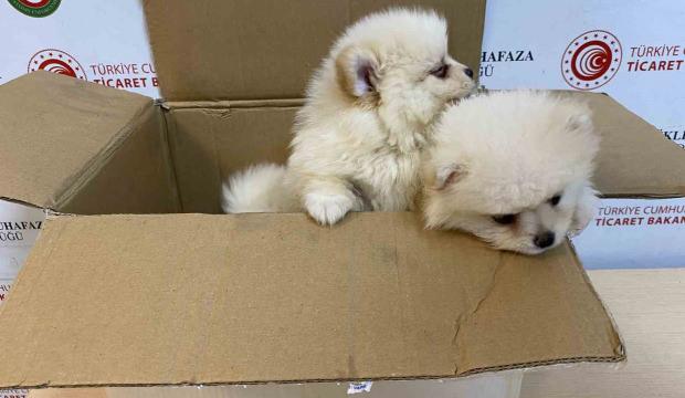 Bakanlıktan yavru k&ouml;peklere y&ouml;nelik ka&ccedil;ak&ccedil;ılık girişimine ge&ccedil;it yok
