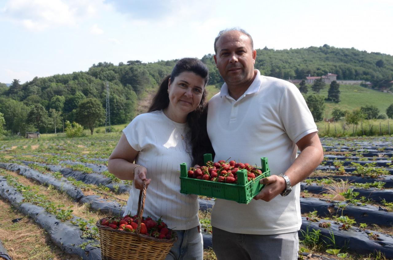 Vatandaşlar tarladan çilek topluyor.