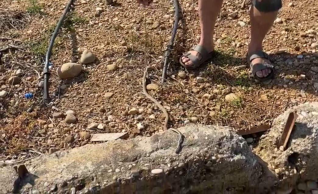 Ölü bulunduğu iddia edilen ok yılanı.